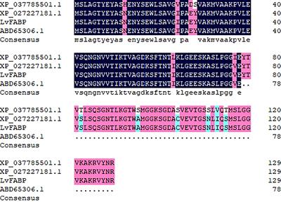 Identification and Expression Analysis of an Interacting Protein (LvFABP) that Mediates Vibrio parahaemolyticus AHPND Toxin Action